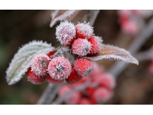 flowers_under_frost (1).jpg