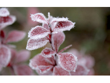 flowers_under_frost (2).jpg