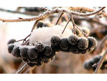 flowers_under_frost (3).jpg