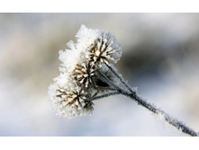 flowers_under_frost (4).jpg