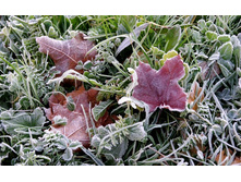 flowers_under_frost (7).jpg