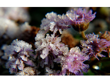 flowers_under_frost (8).jpg