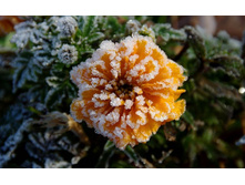 flowers_under_frost (9).jpg