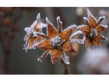 flowers_under_frost (10).jpg