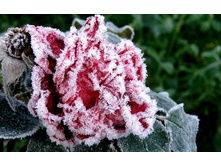 flowers_under_frost (11).jpg