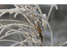 flowers_under_frost (12).jpg