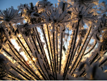 flowers_under_frost (13).jpg