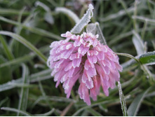 flowers_under_frost (15).jpg