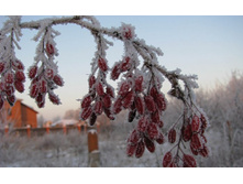 flowers_under_frost (16).jpg