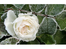 flowers_under_frost (20).jpg