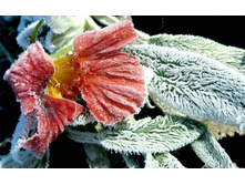 flowers_under_frost (21).jpg