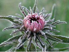 flowers_under_frost (25).jpg