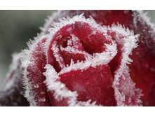 flowers_under_frost (26).jpg