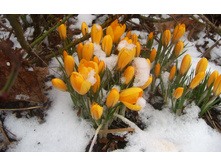 flowers_under_frost (28).jpg