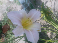 ������� ��������