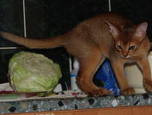 ����� IMGP3778.JPG