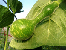 ���� �����.JPG