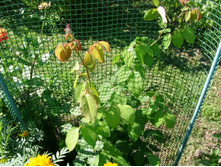 ���� ����  ������� ������� ������