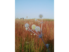 ������4 059.JPG