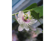 passiflora_foetida_3.jpg