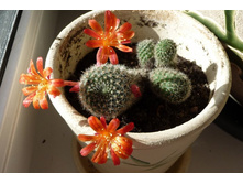 Kaktus_3_Cveta.JPG