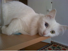 ����....�����.....