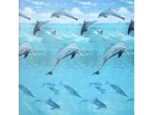 OCEAN  �������: 62217