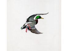 Illustration_Mallard_in_Flight_Mallards_Anas_Ducks_Anatidae_Anseriformes_Birds_Vertebrates_b.jpg