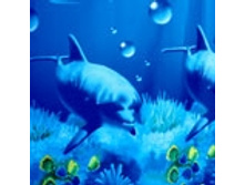 SEYSHELLES �������: 62257