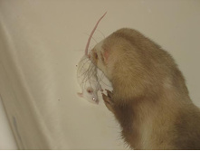 ����������� �����