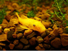 ������� L-144