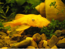 ������ L-144