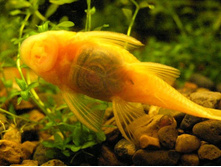 ������� � �����