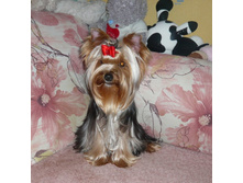 �������� ����� ��������