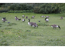 ����-����....