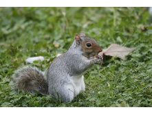 ����� ���.