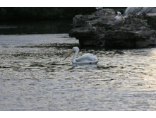 �������� �����...