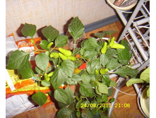 �������� ����