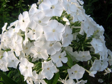 ����� ����� 1