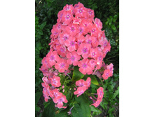 ����� ����