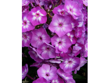 ����� ��������