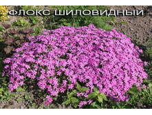 ���� �����.jpg