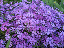 ����� ����������.jpg