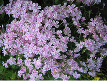 ����� ���. �����.jpg