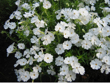 ����� �����.jpg