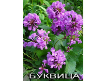 ������� ���������������