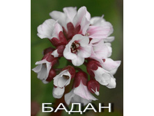 ����� ��������