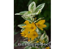 ��������� �������������.jpg