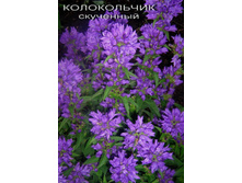 ����������� ���������