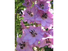 ���������� ���. � ������ �������